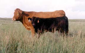 Bullis Creek Ranch - Red Angus Limousin and Club Calves and Border Collies in NE